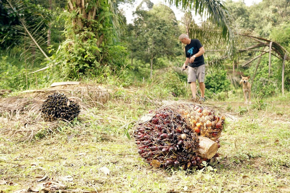 Giga-bringebær: Frukter fra oljepalmene er populære hos villsvin. Ingvar kapper ned fra de gamle plantasjetrærne som åte nær posteringstårnet. Villsvinjakt-i-Malaysia-3