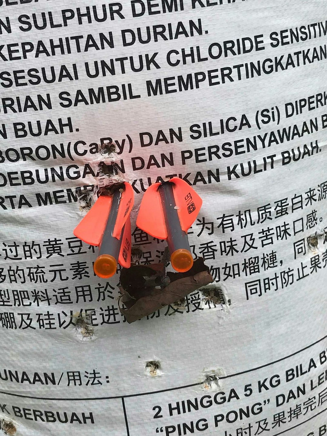 Villsvinjakt-i-Malaysia-4