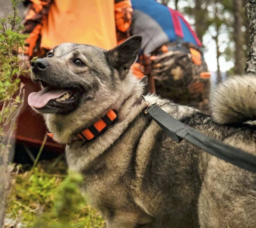 @christofferbaraas: 1.premie løshund!! Jeg er stolt av hva vi oppnår sammen og hvem skulle tro at første jaktprøven skulle gi sånn resultat! Nå er det bare å fortsette med jaktprøver og bygge videre på dagen idag, Losnabakken