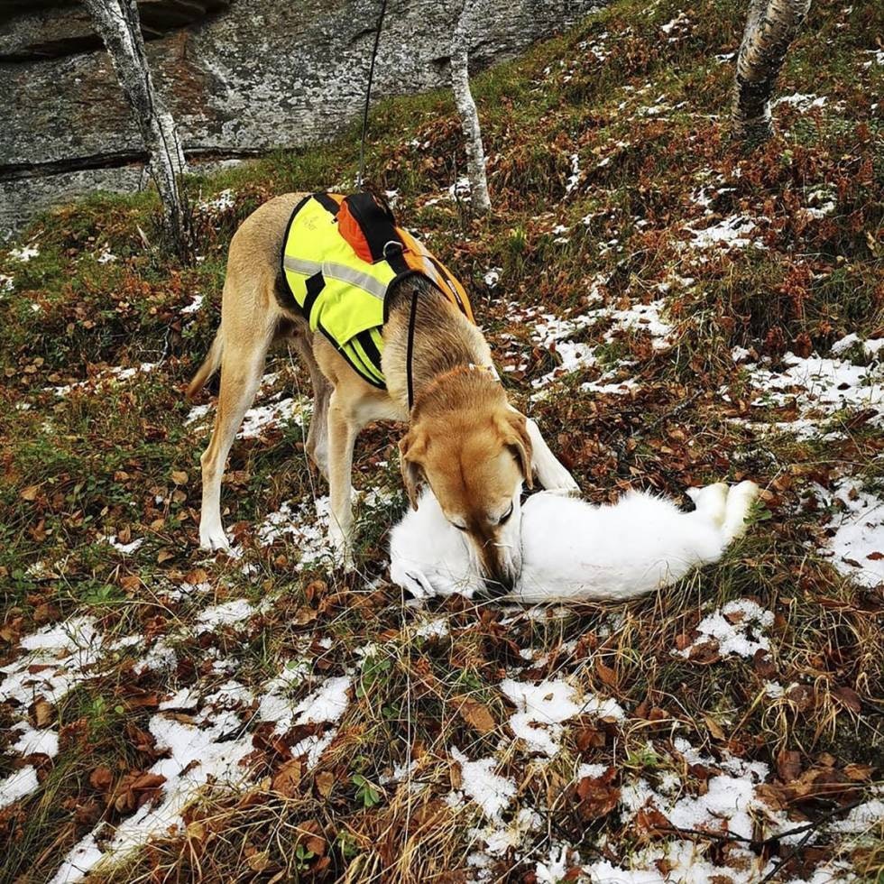 @guns_n_hounds: Axa er straks 6 år nå og hun får stort sett bestandig noe på beina                 #russiskstøver #russerstoverforeningen #jegerno #russianhound #støver #harejakt #vildmarken #liveterbestute #njff