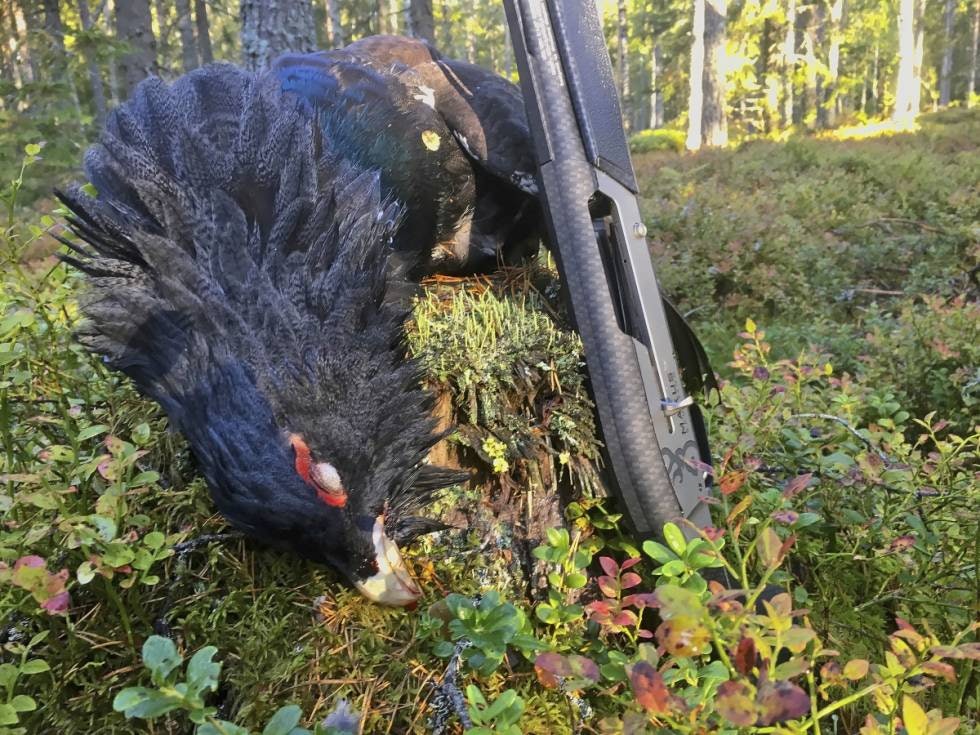 Den som venter...: En tiur felt på støkk-jakt - spesielt etter løvfallet – henger høyt hos skogsfugljegerne.