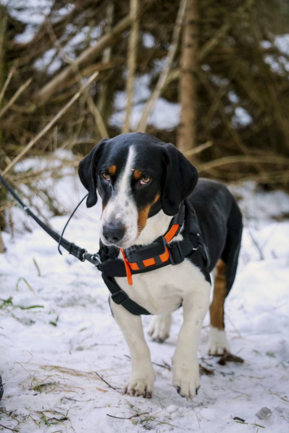 FORVOKSET KRABAT: Dreveren Guinness, en tre år gammel hannhund, er så stor og sterk at endags jakt eller to, selv i 40cm. snø, ikke tar på så veldig..