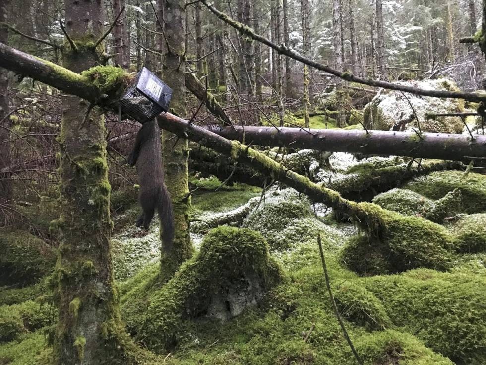 Gammelskog: Måren trives aller best i områder i tilknytning til gammel skog. Det er her du bør begynne å lete etter spor.(Foto: Joakim Pettersen)