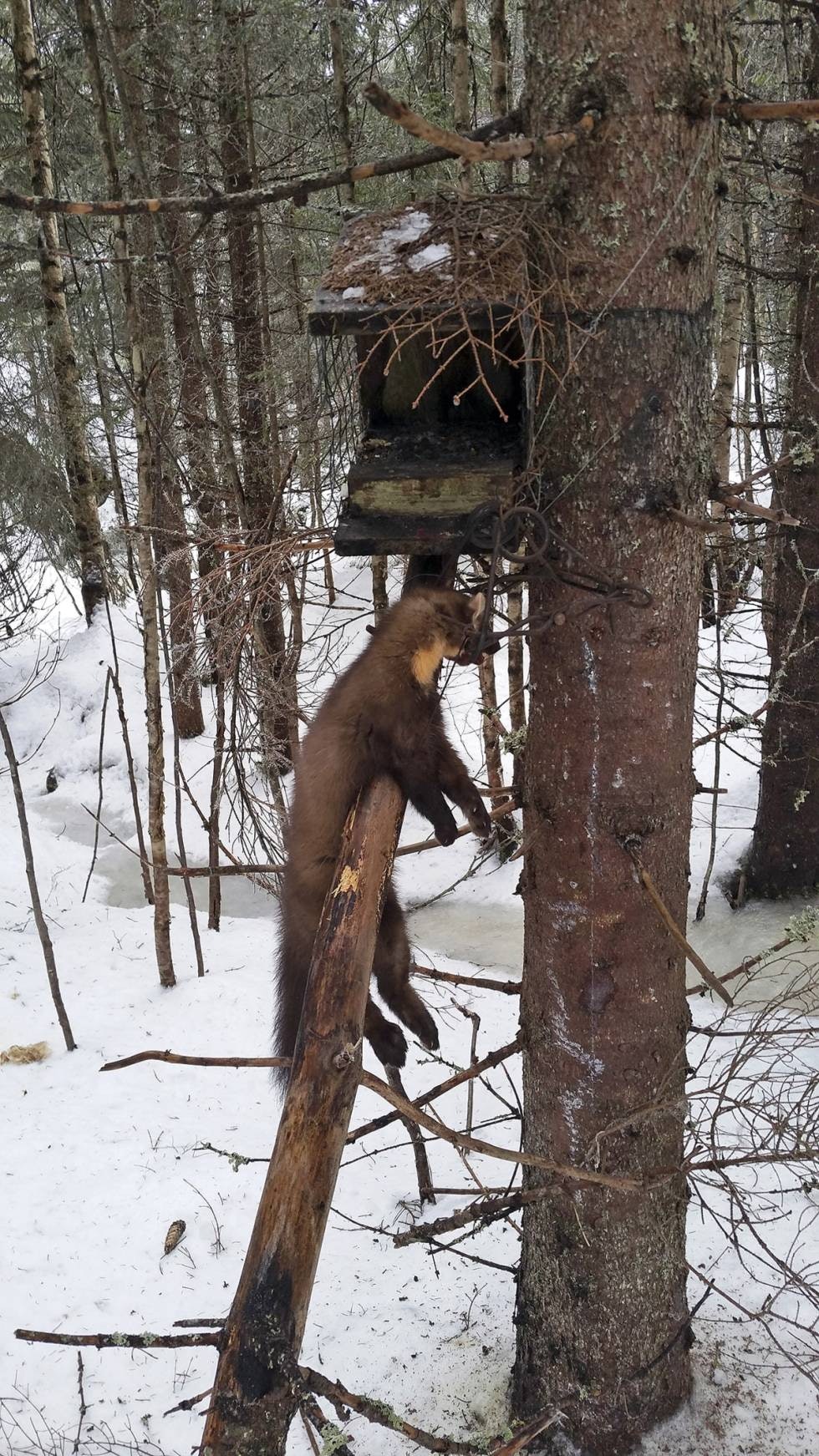 Fritthengende: Det er en fordel om måren blir hengende fritt etter at fella er utløst. Da er den mindre utsatt for å bli gnagd på av mus. (Foto: Erling Ness)