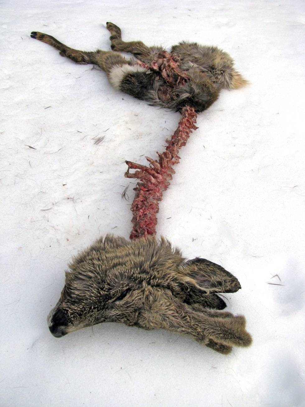FARLIG KATT: Også gaupa gjør grove innhugg i lokale rådyrstammer. Ei hunngaupe med to unger spiste denne bukken i løpet av ei vinternatt. FARLIG KATT: Også gaupa gjør grove innhugg i lokale rådyrstammer. Ei hunngaupe med to unger spiste denne bukken i løpet av ei vinternatt.