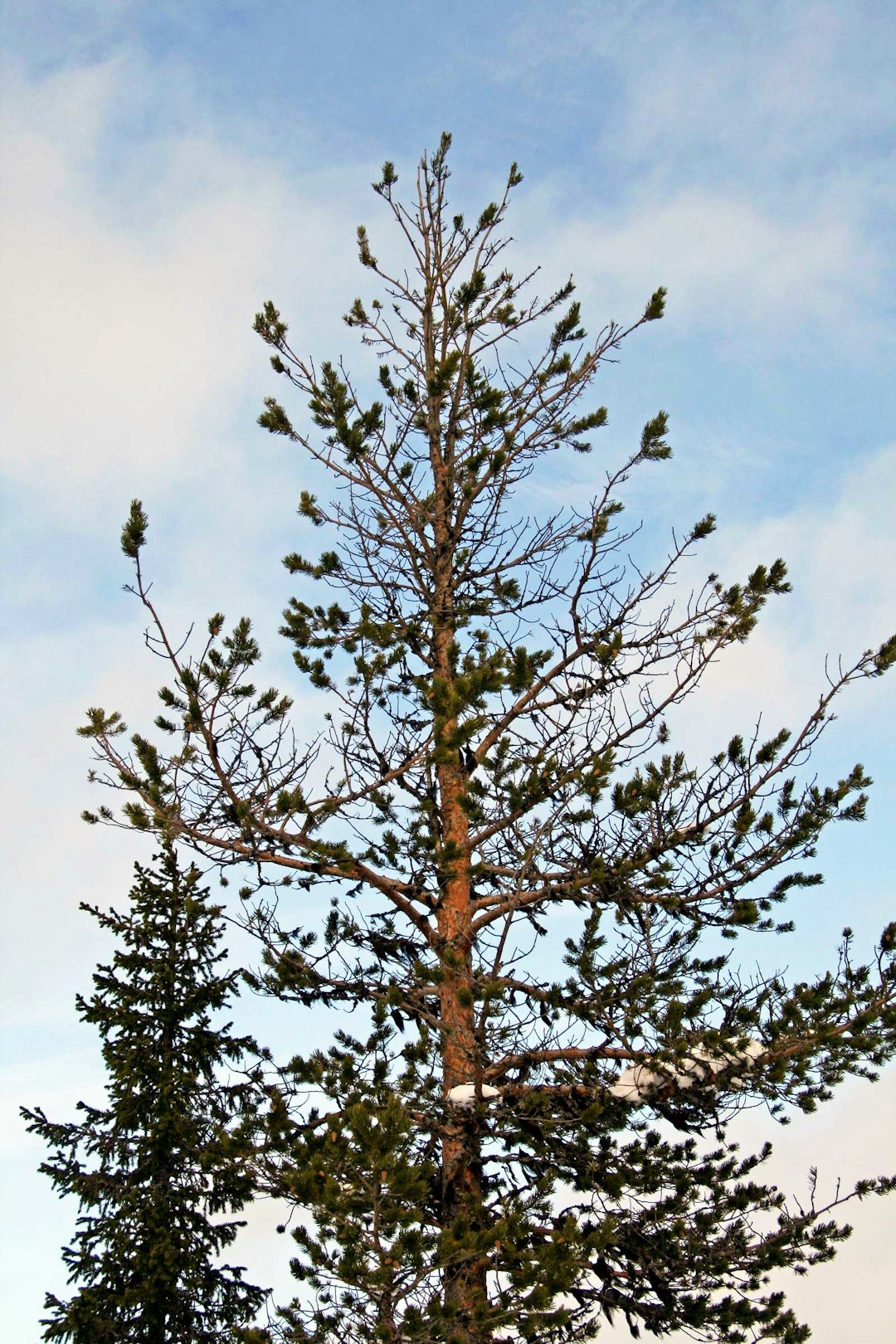 Skogsfugljakt-Tiur-Sverige-4