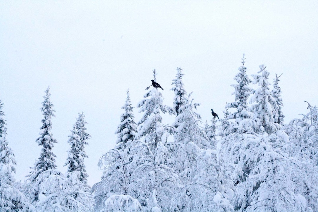 Skogsfugljakt-Tiur-Sverige-7