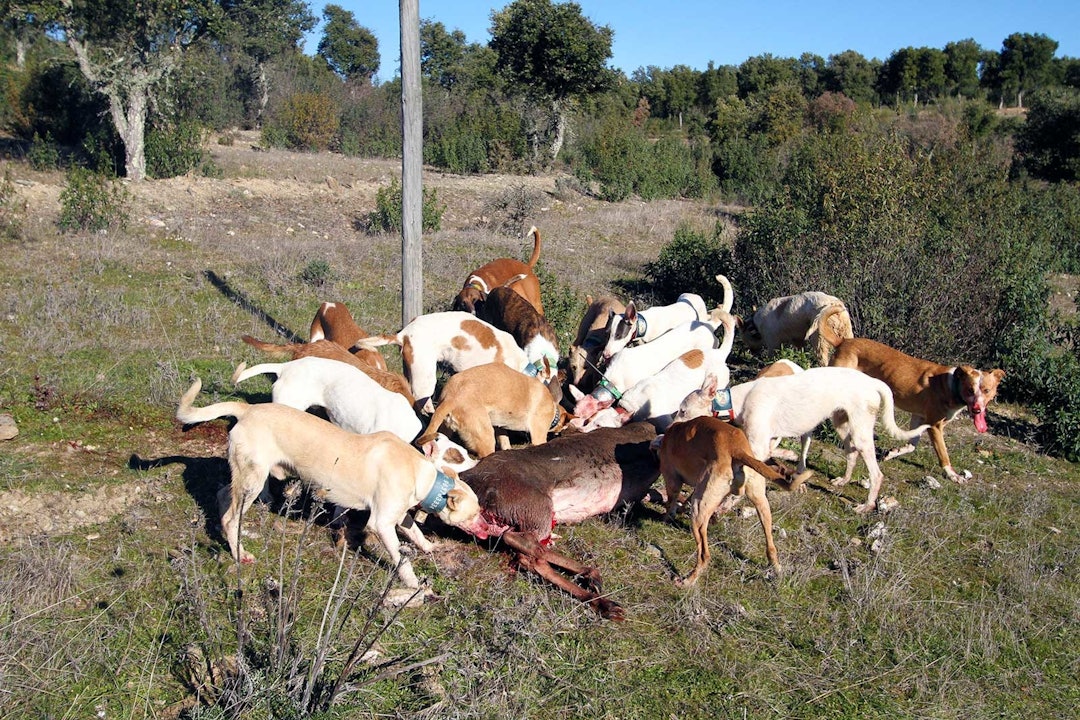 Ikke norsk standard: De glupske hundene fikk seg flere hjortemåltid! Monteria-Portugal-8