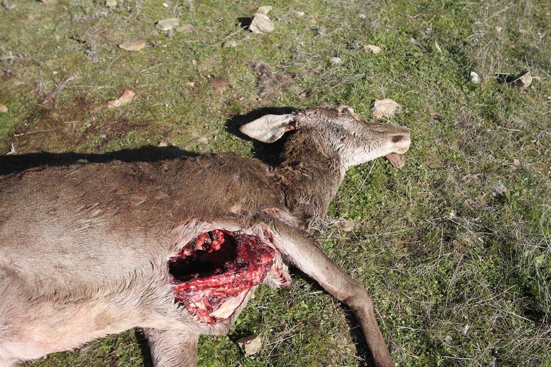 Andre skikker: Sånn så hjortehinden ut etter at hundene hadde forsynt seg. Monteria-Portugal-9