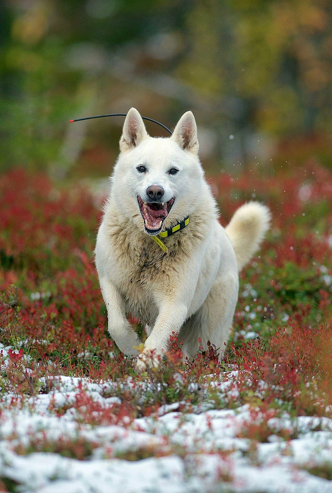 I fint driv: Biff fikset elgbiffen. Elgjakt-Budal-Trøndelag-5