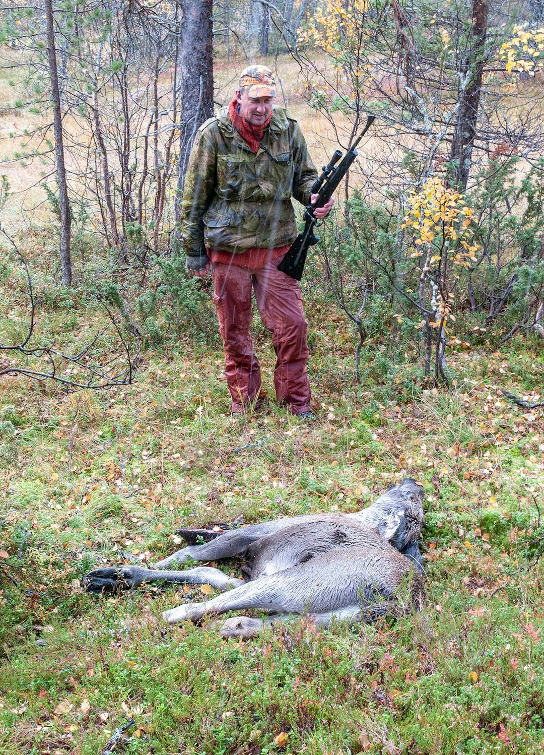 Kalvefall: Ståle felte kalven med et godt skudd under dårlig sikt og vanskelige forhold. Elgjakt-Budal-Trøndelag-8