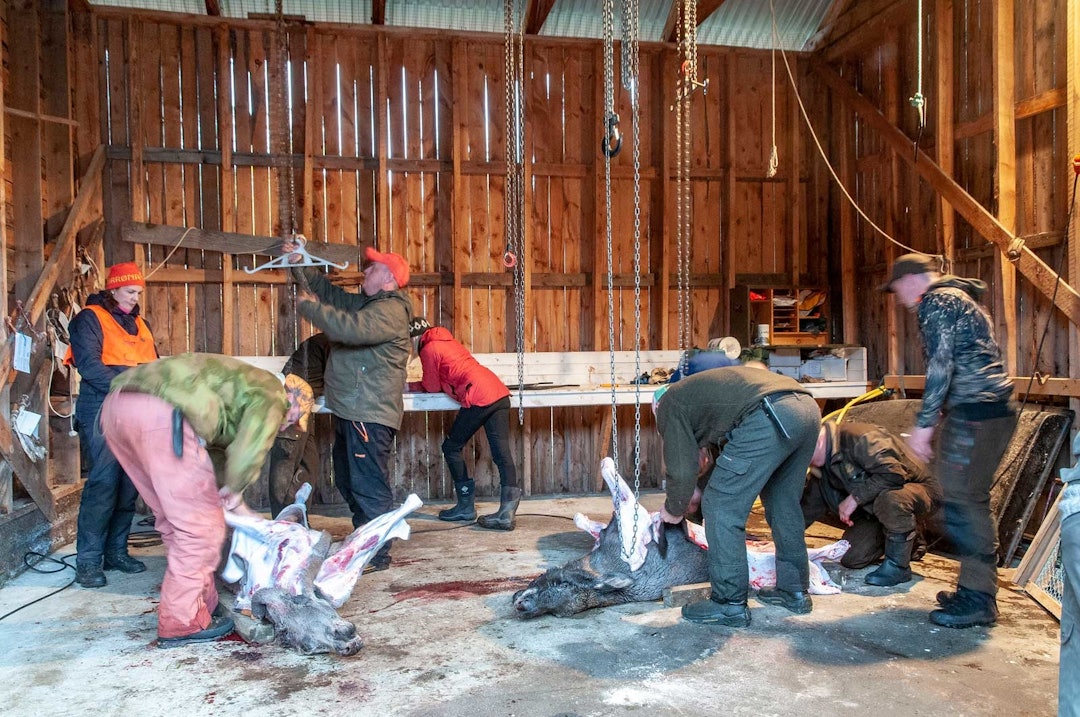 God stemning: To kalver til slaktehuset første kvelden er en fin start på elgjakta. Elgjakt-Budal-Trøndelag-9