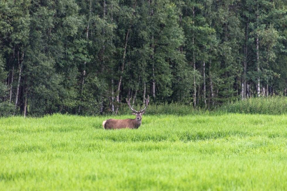 Stor og flott: Her er det ikke mulig å se den ellevte taggen bak høyre krone. Geviret er utvokst og det nærmer seg skuring.