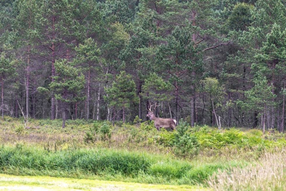 Kjenning i august: Det er på denne tida bukken skurer geviret på busker og kjerr og fjerner basthuden. Her er geviret ennå delvis lyst, men blir fort mørkere av bark og sevje som gjør geviret  mørkebrun. Gevirspissene som er glatte forblir lyse.