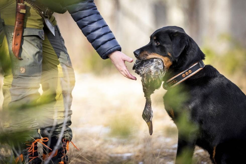 VELLYKKET: Når hunden både søker, henter og leverer, føles øvelsen komplett. VELLYKKET: Når hunden både søker, henter og leverer, føles øvelsen komplett.