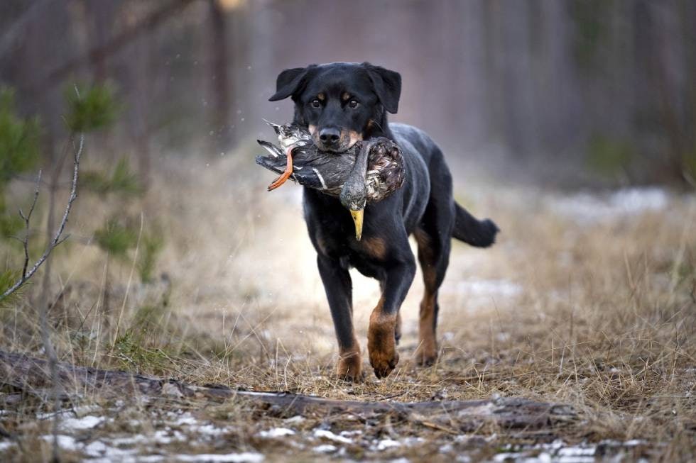 Labrador-gener: Apporten selv med store, tunge ender begynner nå å sitte. Mulig det er den lille dashen med labrador-blod som slår gjennom. Labrador-gener: Apporten selv med store, tunge ender begynner nå å sitte. Mulig det er den lille dashen med labrador-blod som slår gjennom.