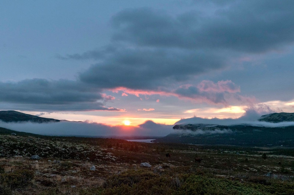 Magisk morgen: En ny morgen gryr over villreinfjellet. Kanskje blir det dyr i dag? Villrein-Snøhetta-2