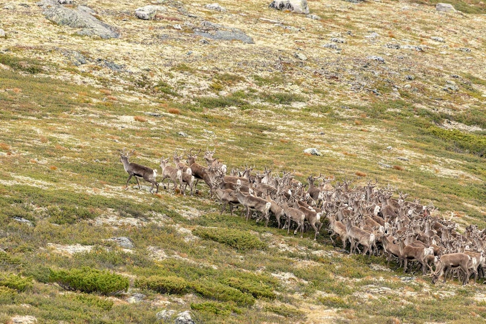 Ut av flokken: Etter å ha fulgt flokken fra ei mils avstand, er vi på skuddhold. Jegeren kryper i skjul og sikter på simla som skiller seg ut fra flokken. Villrein-Snøhetta-3