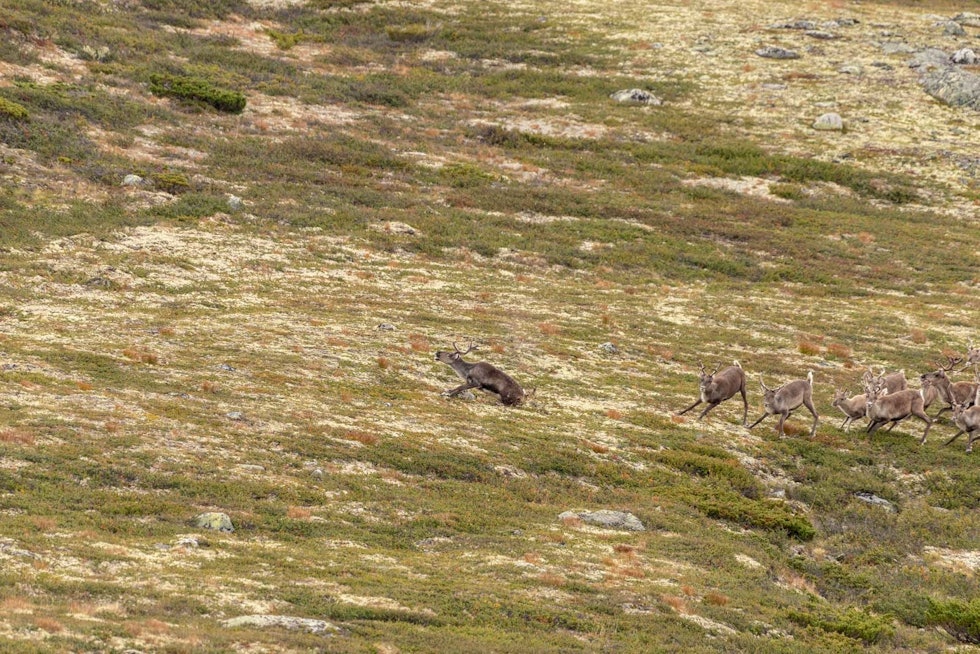 Rett ned: Simla går rett ned. De nærmeste dyra kaster rundt i panikk. Dyret velter over på sida og tar et siste spark. Villrein-Snøhetta-4