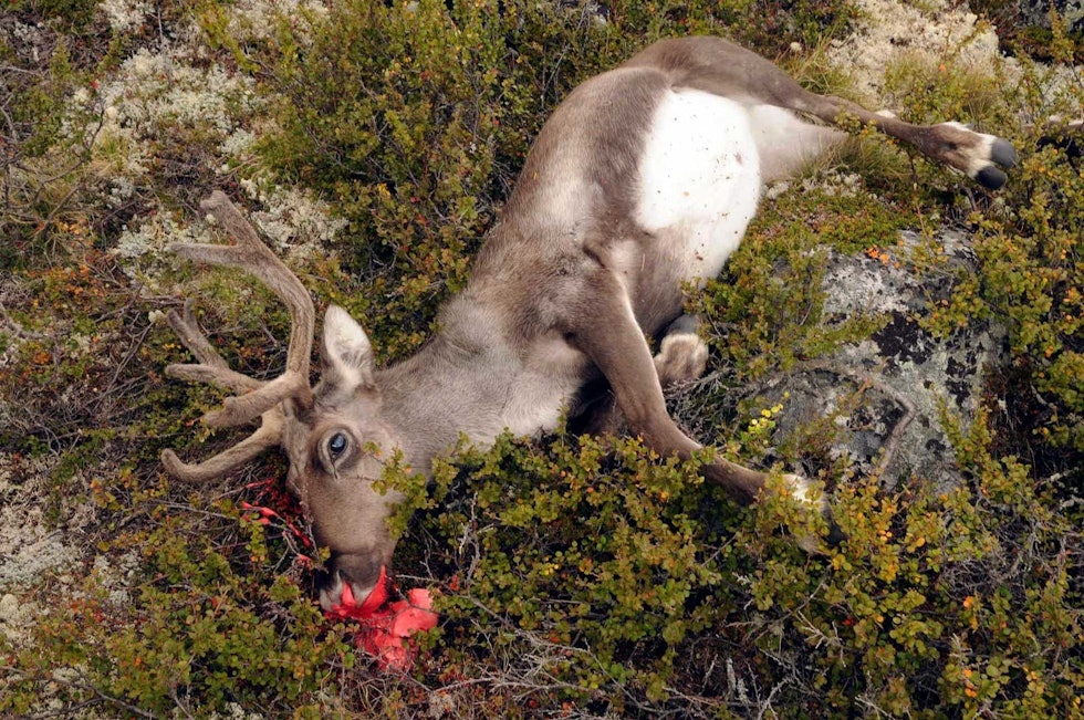 Fort fall: Jaktutbyttet er ei middels stor simle i Snøhetta-stammen. Villrein-Snøhetta-5