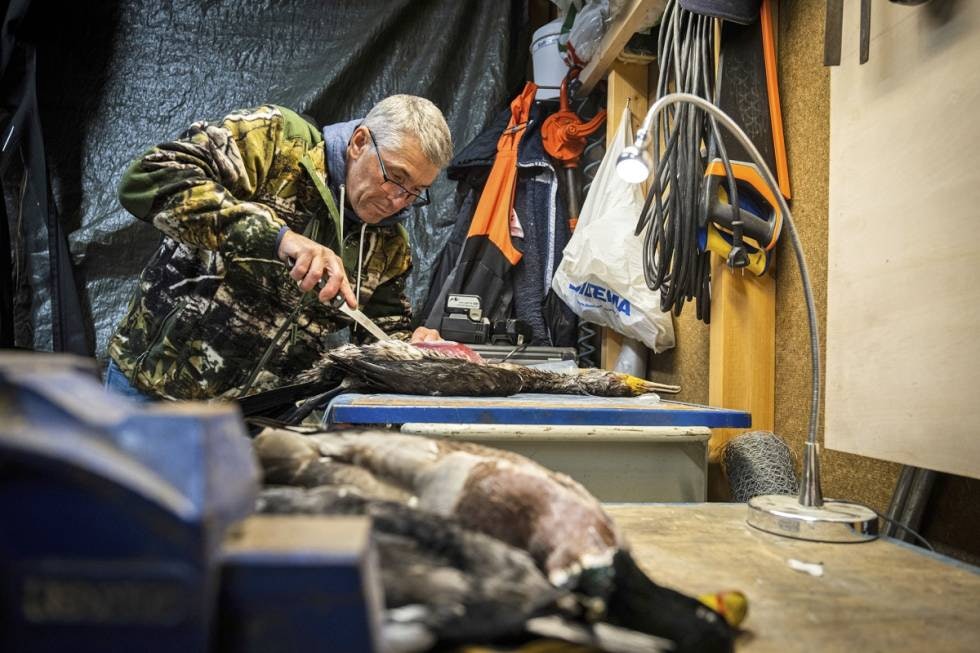 Fangst for fryseren: Jonny gjør opp storskarven, mens to ender venter på tur. Skarven er stor nok til at det lønner seg å ta med låra.