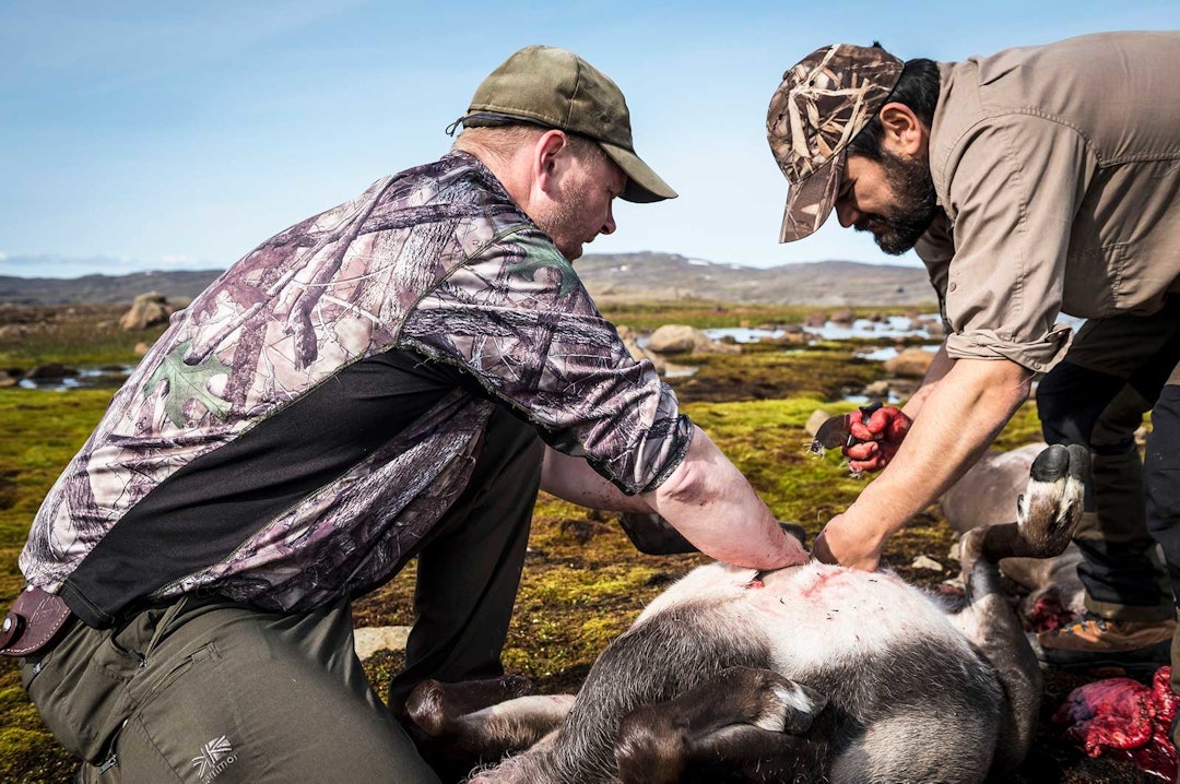 KYNDIG VEILEDNING: Ikke noe er enkelt første gang… Jónas har vært med på å felle og slakte en anselig mengde villrein. Rolig kom han med kyndig veiledning til Robert som aldri hadde slaktet større vilt enn gås. Og eleven lærte fort: Etter kort tid var dyrene var klare til transport. Villreinjakt-Island-7