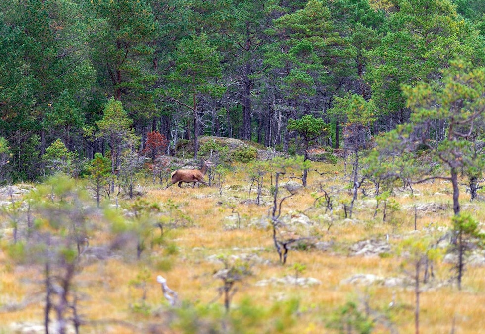 Godt skutt: Hjortkolla kommer i full fart over myra før den stuper. Bildet viser gjennomslaget av skuddet: Kula har gått skrått gjennom brystet og ut bak bogen. Storviltjakt-Nordmøre-2