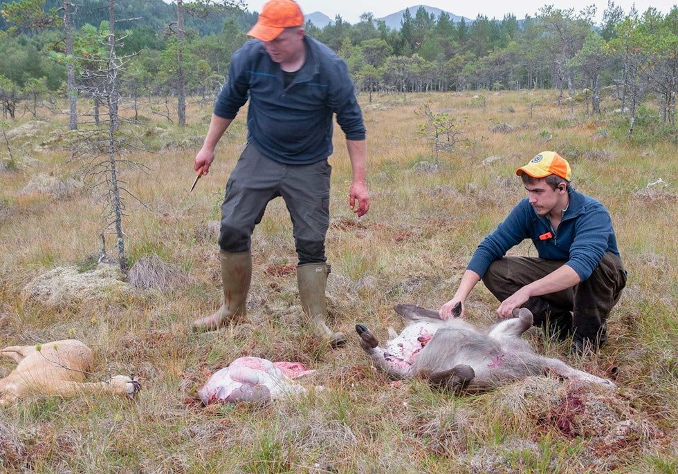 Utvomming: Magnus Karlson og Arne Andsnes går i gang med arbeidet etter endt jakt. Storviltjakt-Nordmøre-5
