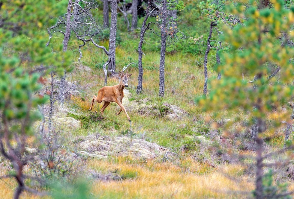 Rådyrbukken kommer tassende mot posten vår på myra. Storviltjakt-Nordmøre-7