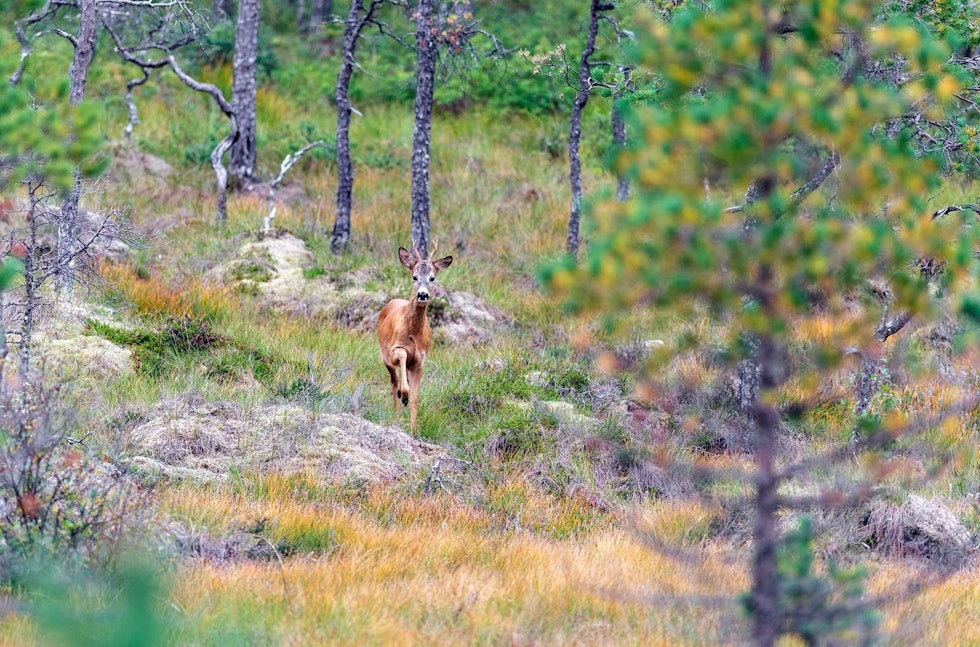 Etter et blikk tilbake, fortsetter den med stø kurs framover mot oss. Storviltjakt-Nordmøre-8