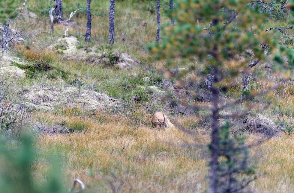Bukken stuper i smellen og blir liggende. Storviltjakt-Nordmøre-10