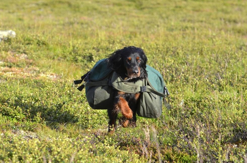 Kløv-Ess: Kløv er en ypperlig løsning; både trening for bikkja og hjelp for deg til å bære bagasje på fjellturen om sommeren.