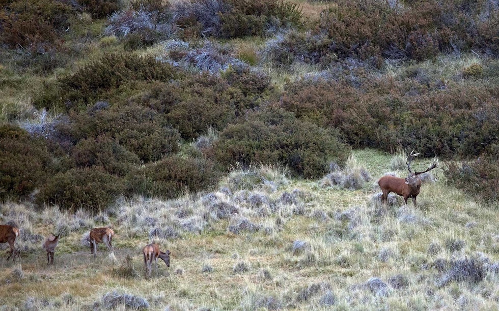 SISTE BRØL: Bukken snur seg etter tissepausen og brøler mot kollene... Hjortejakt-i-Argentina-Patagonia-7