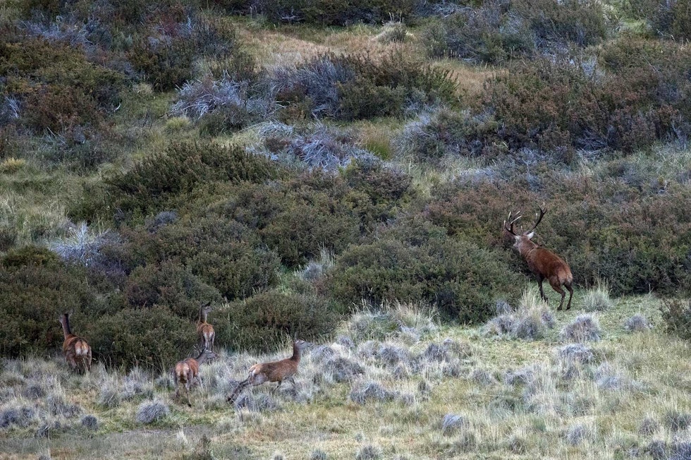 HJORTESPRANG: ...og gjør et timeters sprang idet kula treffer rett i hjertet... Hjortejakt-i-Argentina-Patagonia-8