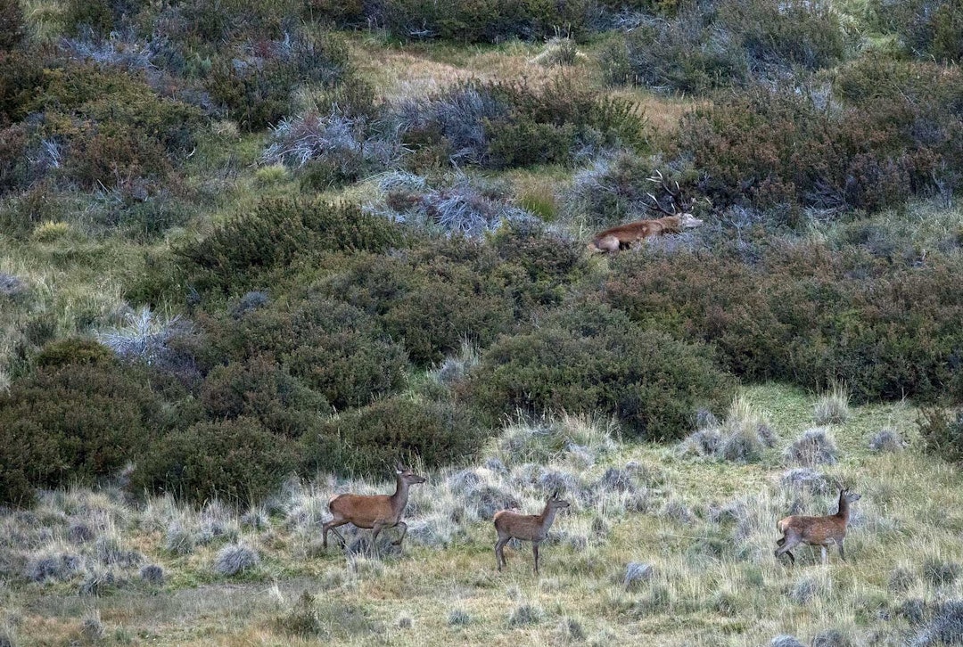 Hjortejakt-i-Argentina-Patagonia-9