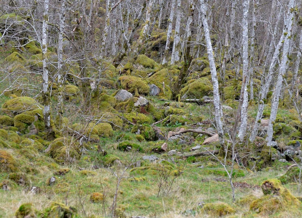 ETTERSØKET: Her forsvant vår mann inn i skogen. Under ser du samme utsnitt i termisk kikkert... Termisk-kikkert-og-ettersøk-3