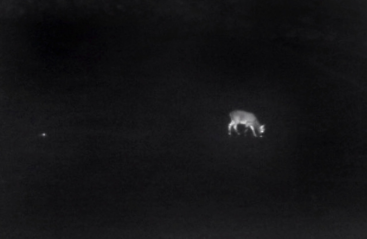 Hjortejegere på Haugalandet er anmeldt etter en storkontroll i november. (Ill.foto: Egill J. Danielsen) termisk kikkert politi kontroll haugalandet