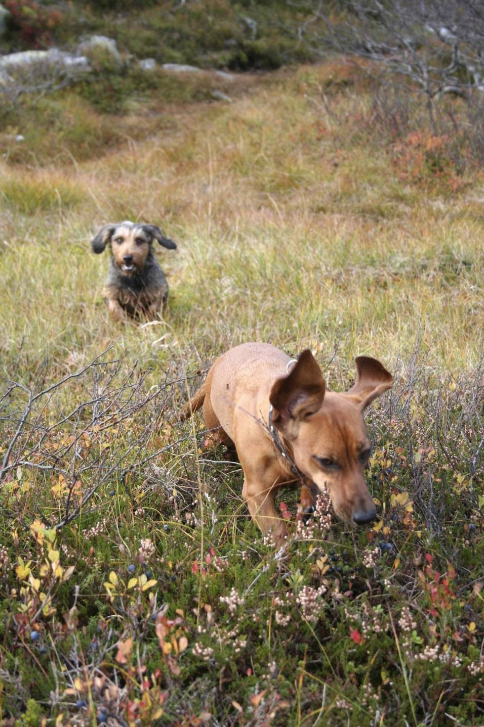 UNNGÅ SAMJAG: Når to hunder jager sammen, og kanskje særlig unghunder, kan det gå over stokk og stein i urimelig lang tid.