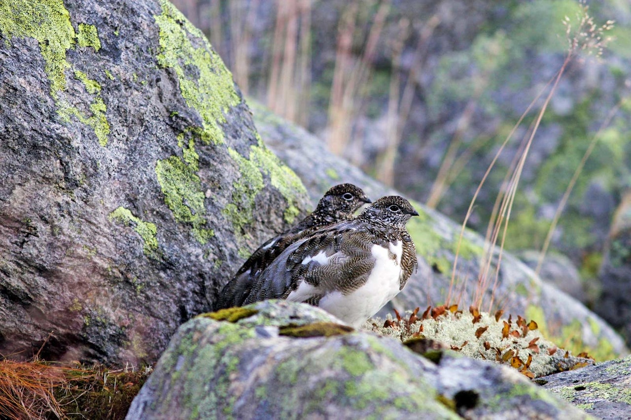 FÆRRE FELTE: Det er nesten ti år siden det ble felt så få fjellryper, men det betyr ikke at det er lite av dem. (Ill.foto: Asgeir Kvalvik)