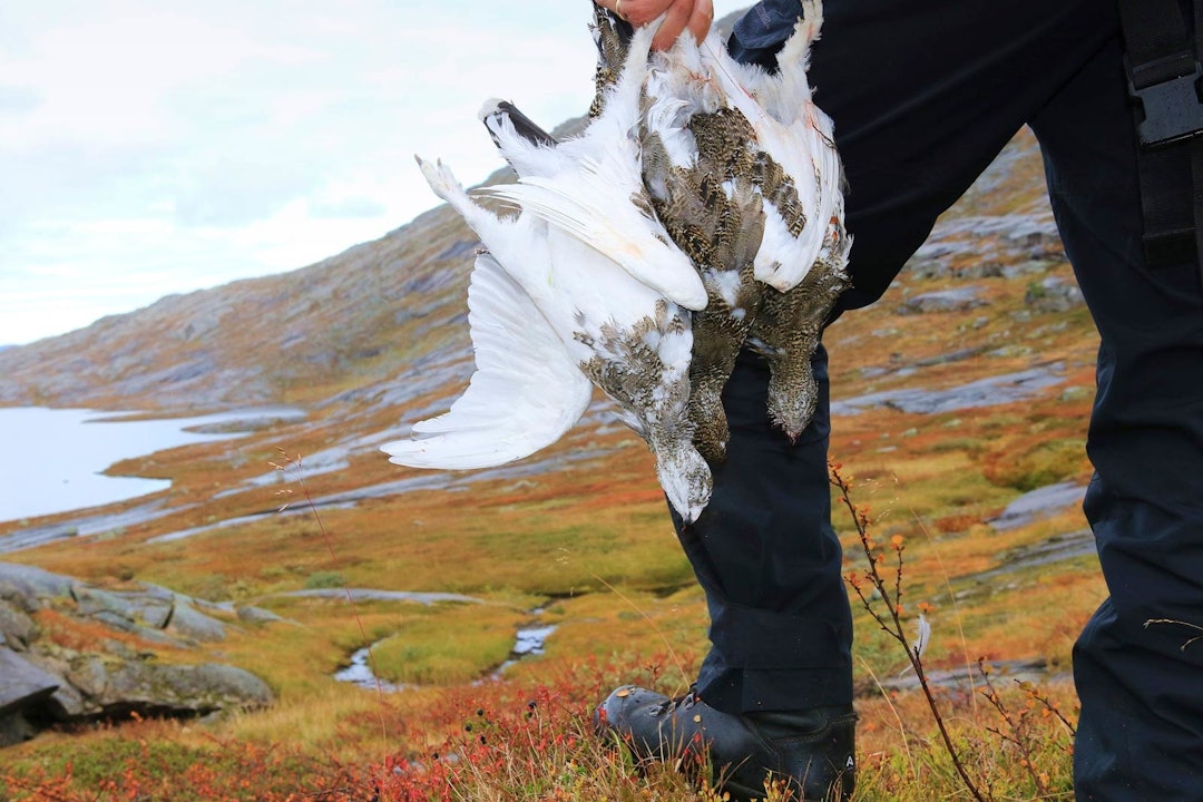 Allsidig jakt: Hundene ser ut til å raskt lære seg forskjellen på hvordan fjellryper og liryper best skal håndteres. Fjellrypejakt-11