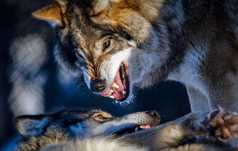 ulv, hund og ulv, jakthund angrepet av ulv