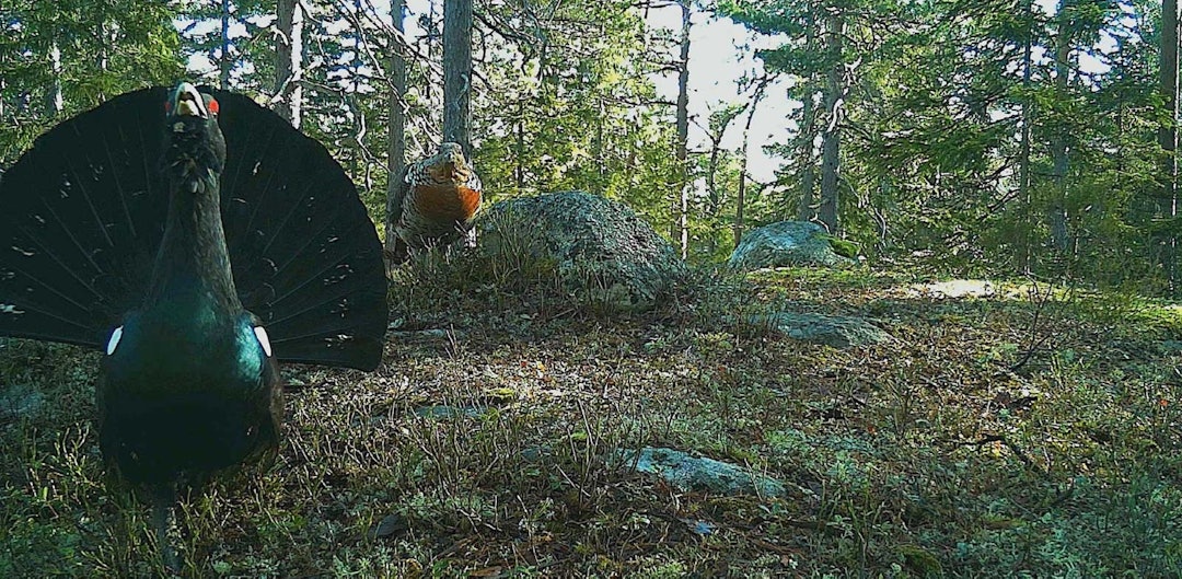 Viltkamera 2.0 | JEGER.NO