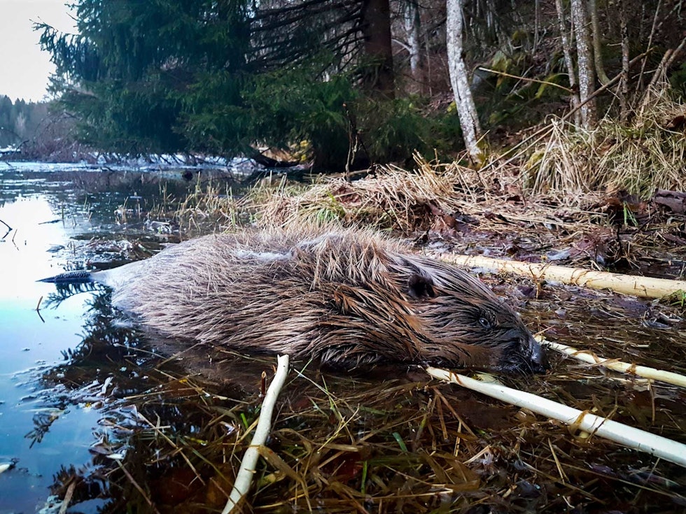 Vårlig eim: Jeg må så smått humre for meg selv, etter å ha luktet meg frem til en bever som var ute på morgenkvisten. Beverjakt-5