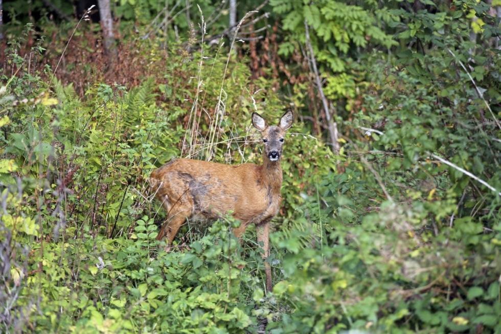 GAMMEL OG GRÅ: Ei gammel geit uten i fjorlam har uten tvil gjort sitt i produksjonens tjeneste. Skrantende kondisjon understrekes av svært liten aksjonsradius og partier med pelslus. GAMMEL OG GRÅ: Ei gammel geit uten i fjorlam har uten tvil gjort sitt i produksjonens tjeneste. Skrantende kondisjon understrekes av svært liten aksjonsradius og partier med pelslus.