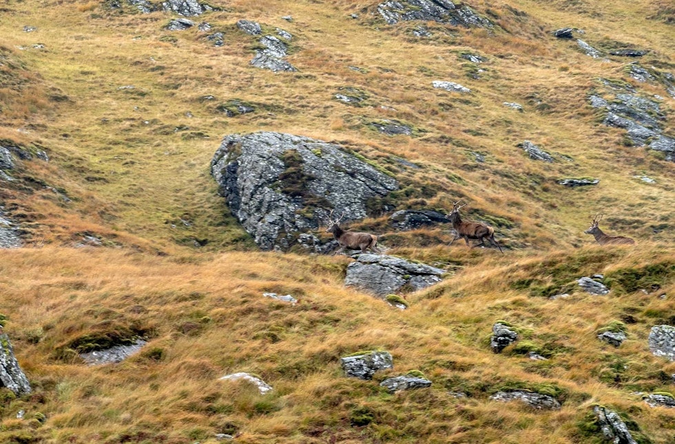 Flust med dyr: Etter å ha tråla skodda i flerfoldige timer, er det overraskende hvor mange dyr som smetter fram rundt oss på alle kanter idet været letner. Hjortebukker i skotsk fjell
