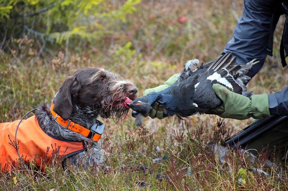 Sjanseløs: Orrhanekyllingen var sjanseløs i møte med to skuddsultne jegere. Rypejakt-Trillemarka-8