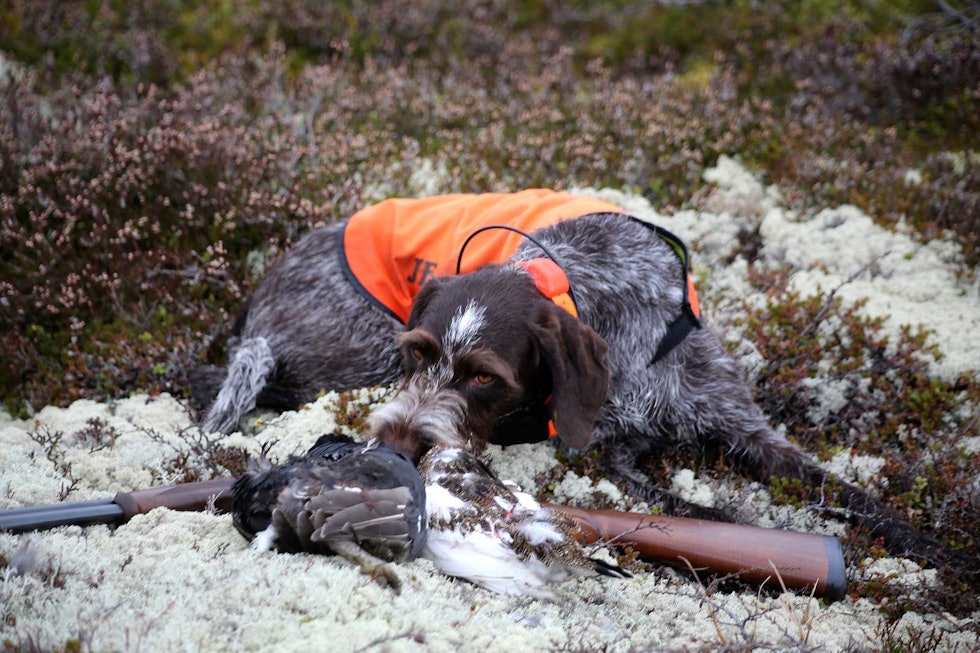 Liflig: Lukta fra de nyfelte fuglene kiler fortsatt godt i nesen på Vinja. Rypejakt-Trillemarka-9