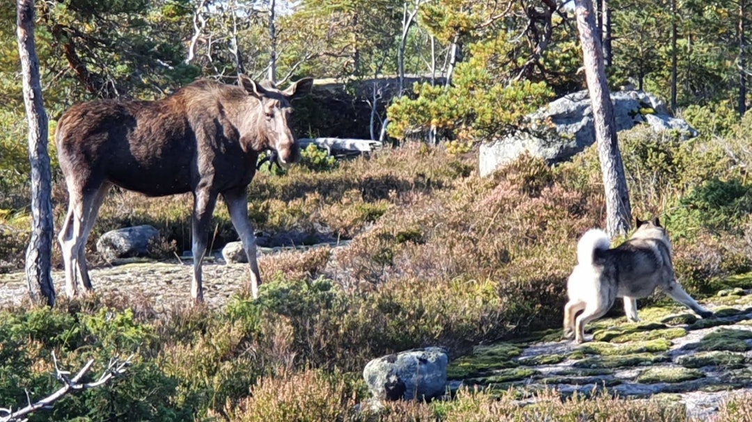 23 av 25 startende hunder kom i elg første dag. LøshundNM3