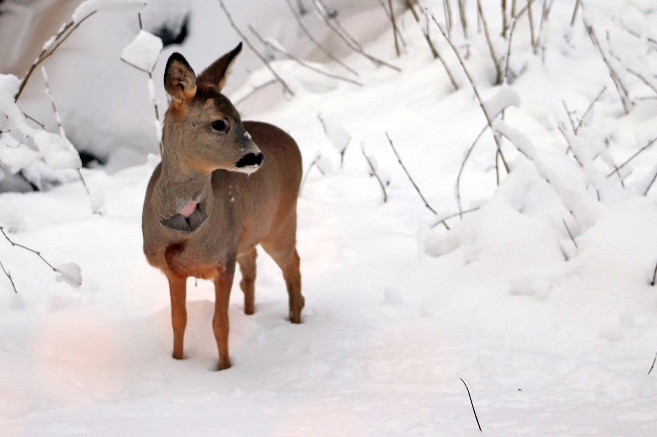 Ordinær båndtvang: Sjøl om snøen er i ferd med å forsvinne i lavlandet, er det den tøffeste tida for rådyrene som har tomme fettreserver etter en kald vinter. Da kan løse hunder lett klare å ta dem igjen og påføre skade. (Arkivfoto: Håvard H. Holdø) rådyr med bitemerke i halsen