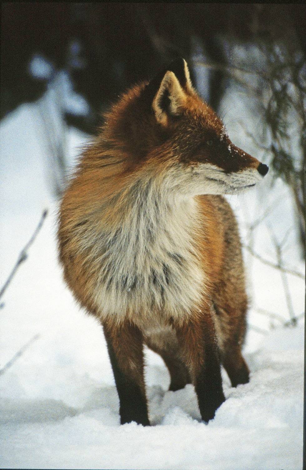 UT AV SITT GODE SKINN: Lykkes du med å felle en rev, kommer jobben med å lure den ut av sitt gode skinn. En fullpelset vinterrev er et flott jaktminne som fortjener å bli tatt vare på. UT AV SITT GODE SKINN: Lykkes du med å felle en rev, kommer jobben med å lure den ut av sitt gode skinn. En fullpelset vinterrev er et flott jaktminne som fortjener å bli tatt vare på.